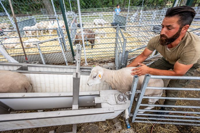 Opgepast voor malafide aankopers van schapen voor het Offerfeest ...