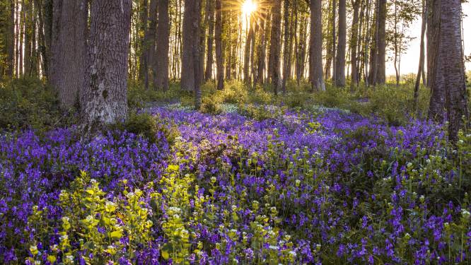 Waarom begint de lente vandaag al en niet morgen? “Niet alle seizoenen beginnen op de 21ste”