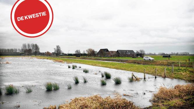 Polders opofferen voor moerasnatuur? Stop deze onzin, zeggen lezers: ‘Koeien zijn ook natuur’