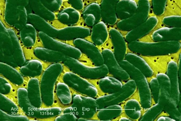Vibrio vulnificus heeft dit jaar minstens twaalf mensen gedood in de VS.
