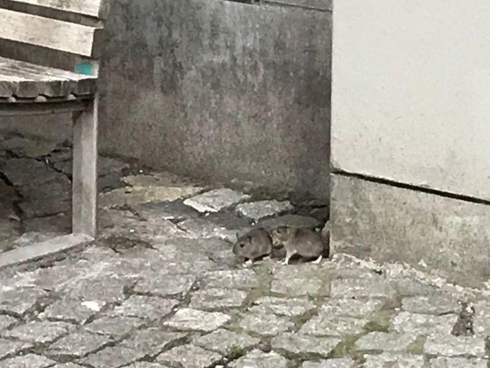 Un “rat géant” découvert dans les égouts de Mexico City, Insolite