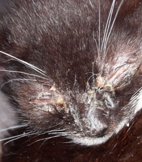 Tientallen ernstig zieke katten en kittens in woning Roosendaal: ‘Twee kittens ternauwernood nog in leven’