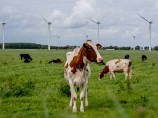 Bronckhorst wil windmolens tóch hoger en op meer plekken: ‘Dit is onacceptabel’