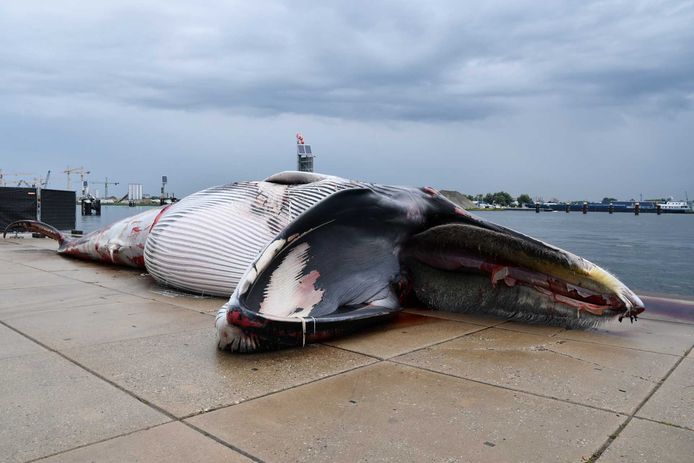Un rorqual commun mort gît sur le quai du port de Terneuzen après avoir été trouvé sur la proue d'un navire.