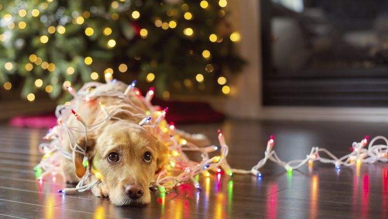 Voor Wie Geen Zin Heeft In De Feestdagen Zo Verdrijf Je De Kerstblues Seks Relaties Nina Hln