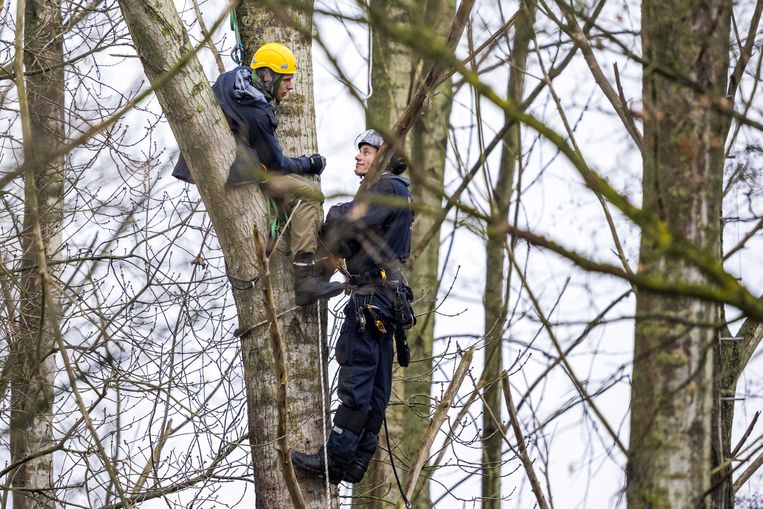 Politie tijdens het ontruimen van het bezette bos naast VDL Nedcar. Activisten hielden het bos naast autofabriek VDL Nedcar bezet om het te beschermen tegen de geplande kap door autofabriek VDL Nedcar.  Beeld ANP