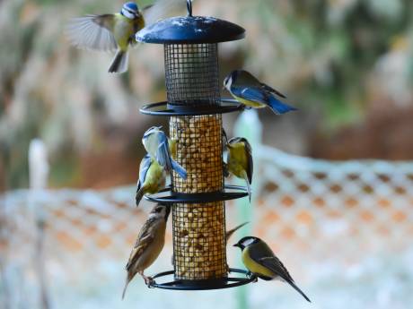 Zo maak je van je tuin een waar vogelparadijs