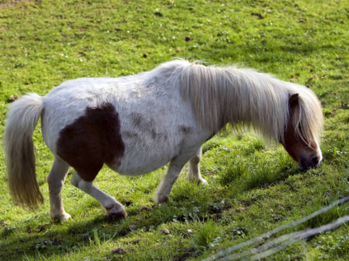 Jongen (17) betrapt op verkrachten van pony | Binnenland | AD.nl