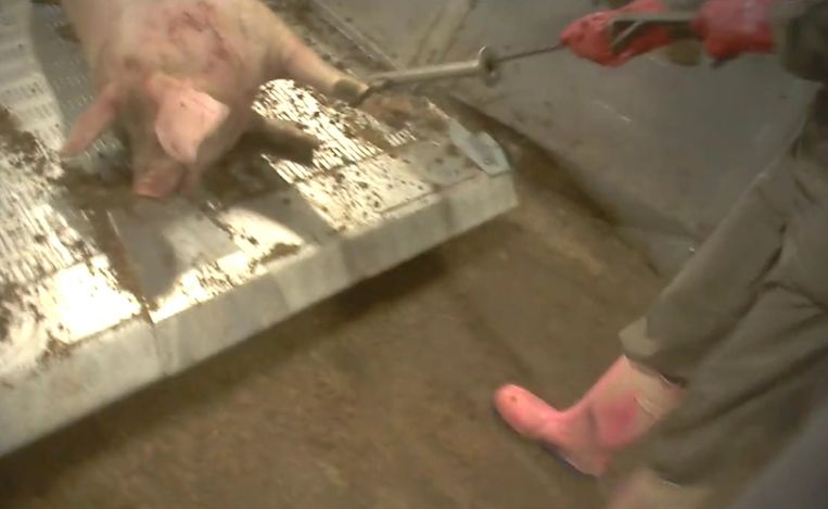 Een varken wordt voortgetrokken aan de poot door een van de slachters van het slachthuis in Tielt.  Beeld RV