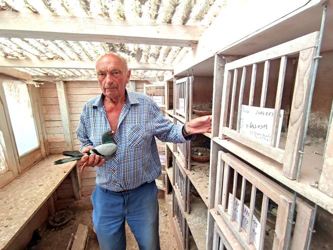 Dieven stelen 32 duiven van Eric (84), maar twee vonden weg naar huis terug: “Ik vrees dat de rest al in het Oostblok zit”