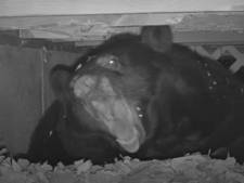 Un ours attaque deux enfants devant leur maison
