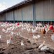 Rechter onverbiddelijk: Eierboer is zelf verantwoordelijk voor fipronilcrisis
