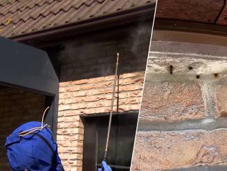 Brandweer voorspelt zomer met veel wespen, want er zijn nu al opvallend veel nesten