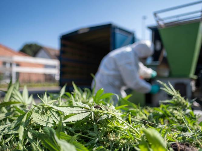 ANPR-hit leidt tot ontdekking van professionele cannabisplantage met meer dan 1.000 planten: “Plantage ontmanteld, drugs in beslag genomen”