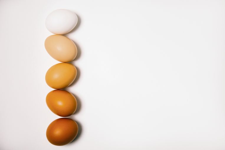 Libelle Legt Uit: waarom verschillen eieren van kleur? Beeld Getty Images