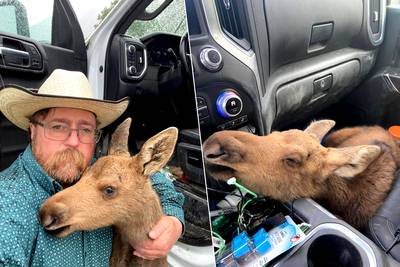 Man verliest baan nadat hij kleine eland in nood vervoert met bedrijfswagen