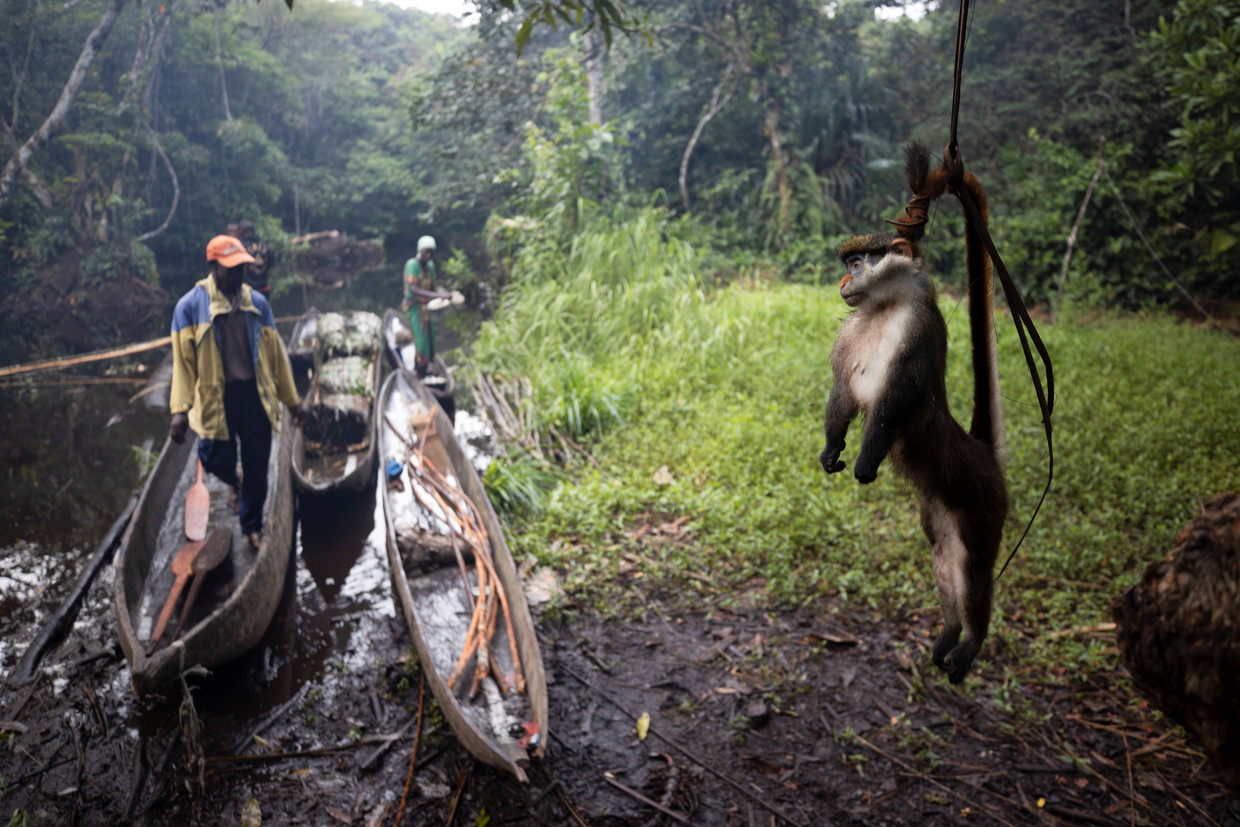 Een dode aap wordt boven de grond gehangen om hem weg te houden bij mieren. Beeld REUTERS
