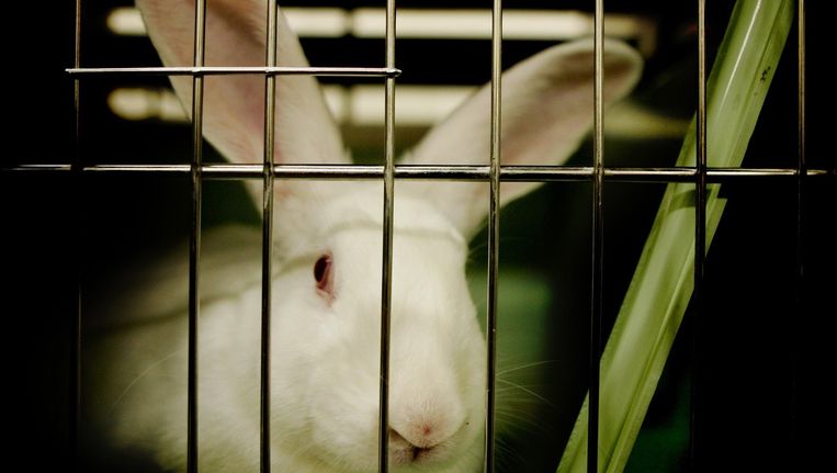 Een konijn in een hok van het Centraal Dierenlaboratorium in Nijmegen Beeld anp