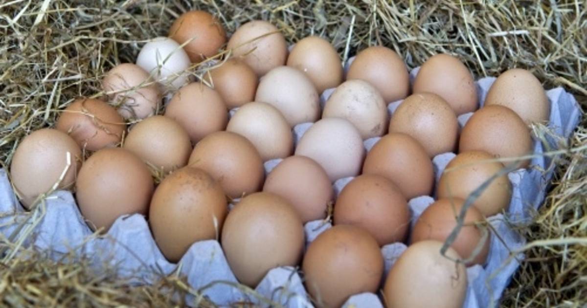 Eiergooiers Blijven Bezig In Ommen Ommen Destentor Nl