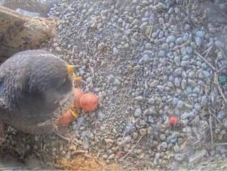 Zjertrude broedt in Sint-Gertrudiskerk op drie eitjes