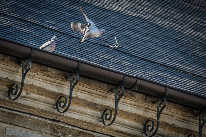Illustratiefoto duiven aan de Sint-Ludgeruskerk in het centrum van Zele