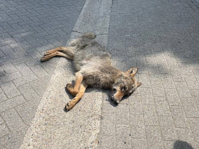Jonge wolf die rondzwierf in woonwijken doodgereden in Zoersel