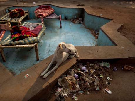 Indiase jongen bevrijd uit flat waar hij leefde met 22 honden