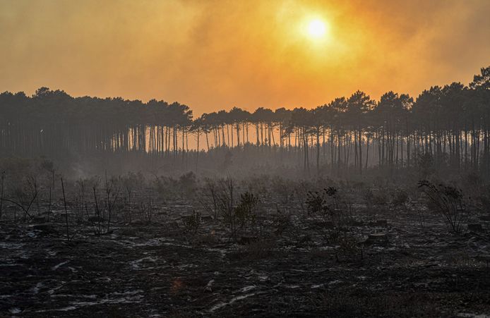 Een afgebrand stuk bos in het Franse Landiras. (Foto 19 juli)
