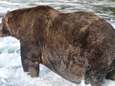 ‘747’ verkozen tot koning der beren in ‘Fat Bear Week’ in Alaska: “De grootste die we ooit al gezien hebben” 