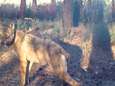 “We gaan ook August kwijtspelen”: natuurverenigingen eisen jachtverbod in wolvengebied