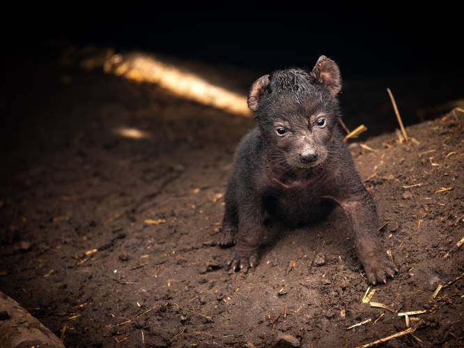 KIJK. “Plots zag ik twee extra glinsterende oogjes in het donkere hol”: ZOO Planckendael verwelkomt hyenapup