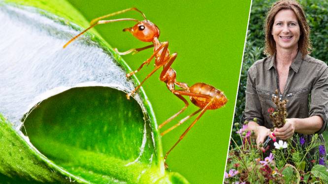Last van mieren? Zo jaag je de beestjes weg: “Giet geen kokend water of azijn in je tuin”