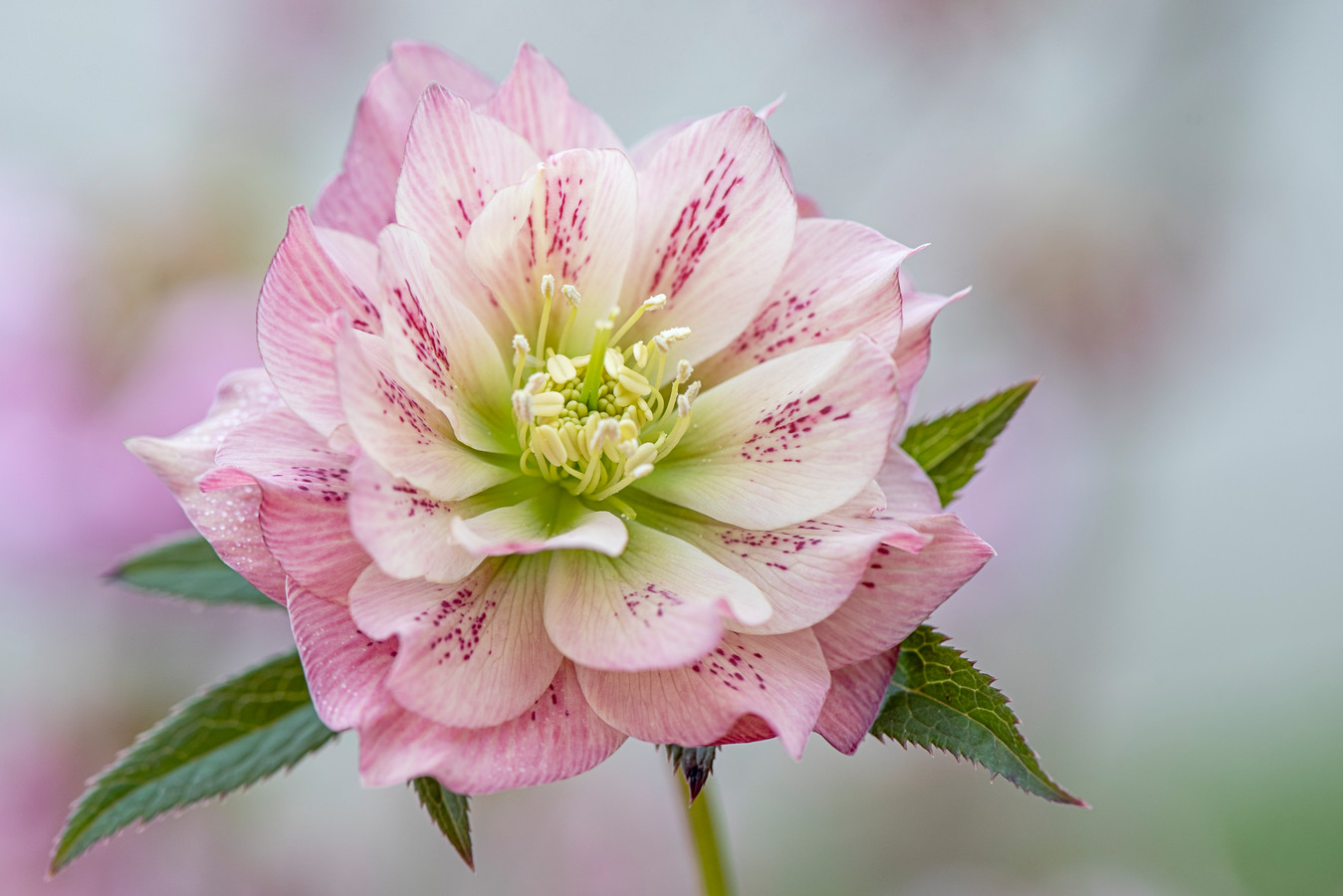 Helleborus orientalis.