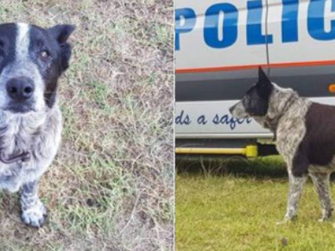 Dove en deels blinde hond ontfermt zich over verloren gelopen meisje (3) in Australische bush