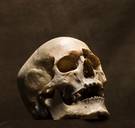 800 skeletten gevonden onder Gentse Sint-Baafskathedraal