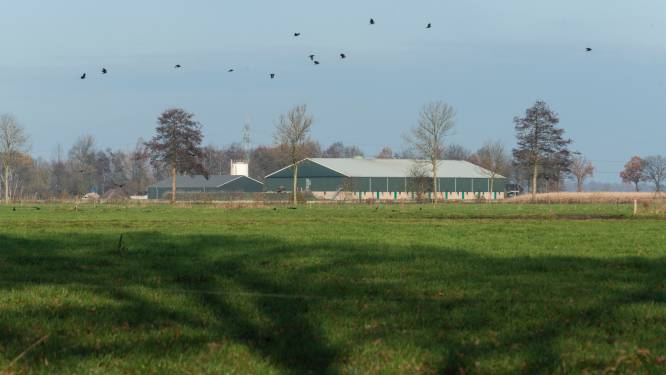 Stikstofcrisis of niet, Almelo werkt mee aan megastal met 16.000 varkens bij Aadorp (anders gaat het veel geld kosten)