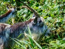 Dertien ernstig verwaarloosde geiten in beslag genomen in Putten: eigenaar niet thuis
