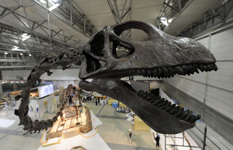 Reconstruction of the Mamenchisaurus skeleton in Chiba, near Tokyo.  EPA photo