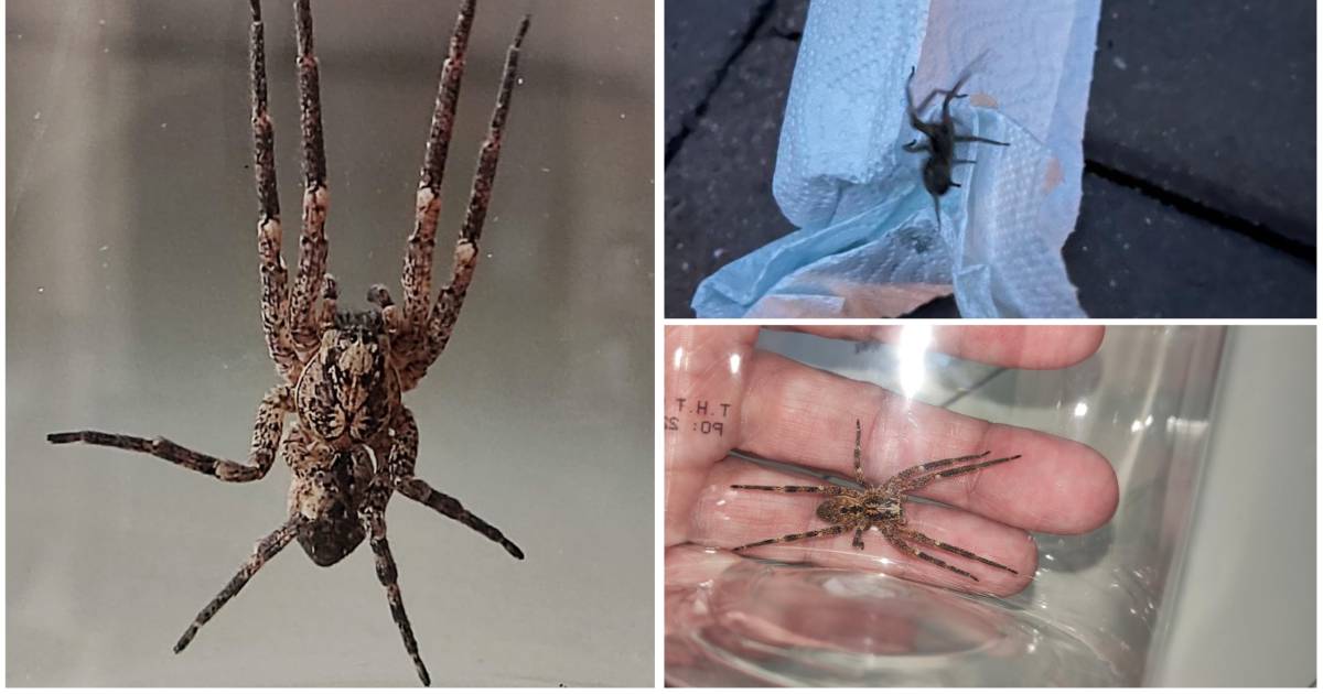 Deze grote spin hoort eigenlijk hier niet thuis, maar wordt steeds vaker gezien (en hij kan