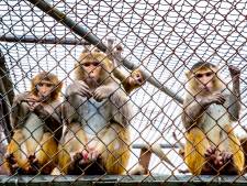 Meer experimenten met apen: vorig jaar 137 dode dieren