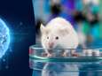 Wetenschappers planten miniversie van menselijk brein in bij muizen en ethici zijn in alle staten