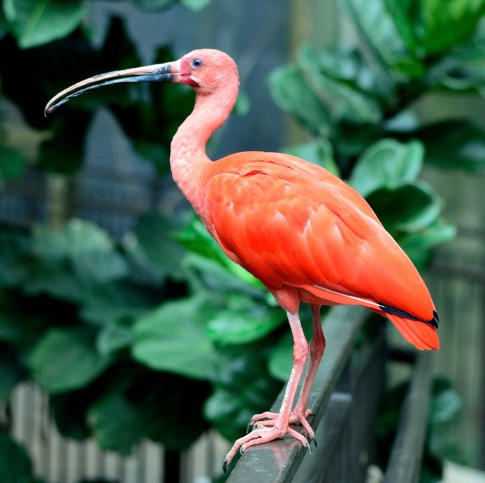 Vreemde Vogel Op Terras Brandweer Vangt Ibis In Molenbeek Brussel Hln Be