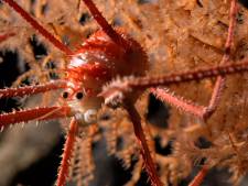 “Époustouflant”: plus de 100 nouvelles espèces marines découvertes au large des côtes du Chili