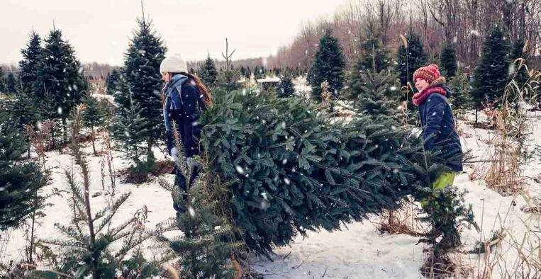 Dít is het beste moment om een kerstboom te kopen | Libelle