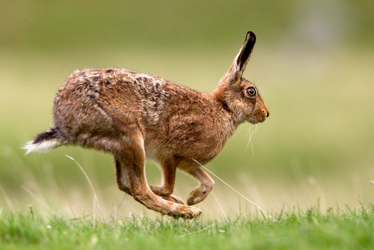 De haas doet het niet goed. Beeld Getty Images