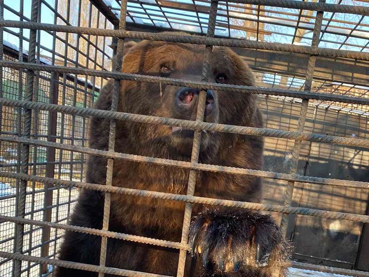 Van hok met betonnen vloer naar vrije natuur: beren Ljalja en Malysh gered uit Oekraïne