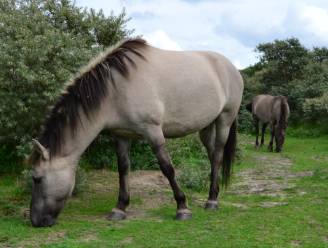 Konikpaarden komen gallowayrunderen en Schotse hooglanders helpen met het beheer in het Osbroek: “Verboden te voederen”
