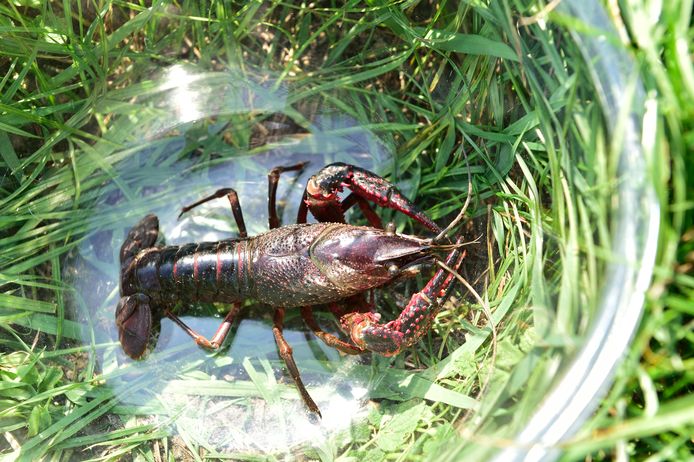 Een Californische rivierkreeft.