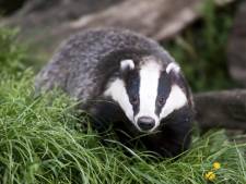 Natuurcorridor dassen ‘redt’ bedrijventerrein Elspeet