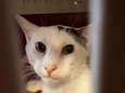 Bijzonder tafereeltje: ‘poes’ die zich over kittens ontfermt blijkt toch een kater
